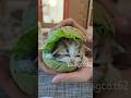 Cuteness In A Bun Kitten CuteCat Meow FunnyCat CatLover ViralCat PetShorts Kucinglucu