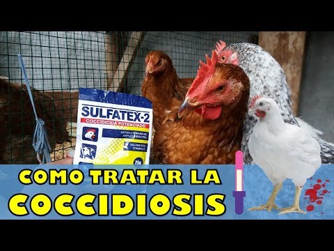 , title : 'Que hacer cuando nuestros pollos hacen Diarrea con Sangre (Coccidiosis)'