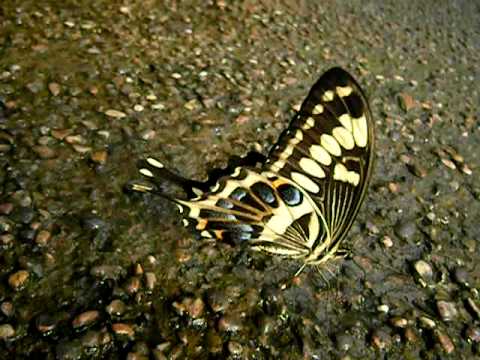 Papilio lormieri Central Emperor Swallowtail butterfly resting on river rock in natural habitat showing detailed wing patterns