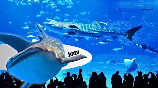 This Aquarium in Japan Is Next Level
