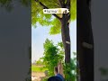 Farmer Kisan Bhfyp Haryanvi Punjabi Kheti Haryanviculture Punjabisongs Status Shorts