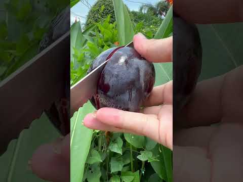 Black Plum fruit #yummy #sweet #black #plum #fruit #amsr #shortvideo