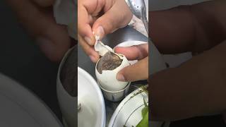 Download lagu Cara menikmati Balut yang lezat | Telur bebek muda @juemcookingofficial mp3