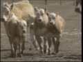 Sesame Street What Sound Does A Cow Make