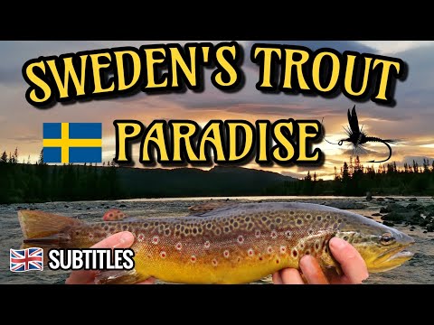 Kalastamassa Villejä Taimenia Ruotsissa