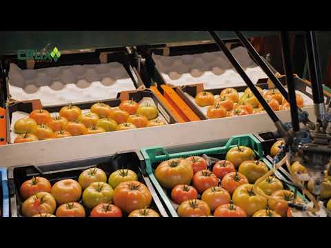 SortiPack® for automated grading, sorting and packing of beef tomatoes