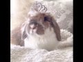 Glamorous Moo - Bunny Princess 