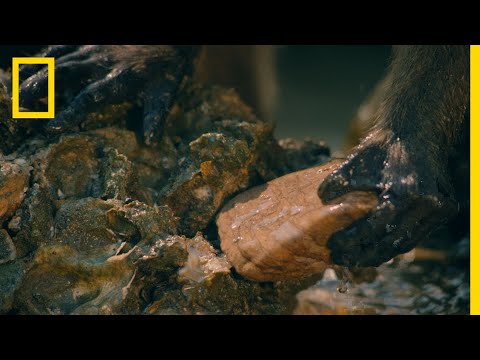 Thumbnail of the video: "Macaques Use Tools to Shuck Oysters" (Ep.7)