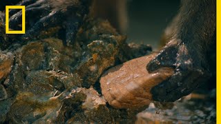 Macaques Use Tools to Shuck Oysters | One Strange Rock