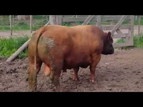 BIFE 1565 - Angus Colorado - CABA