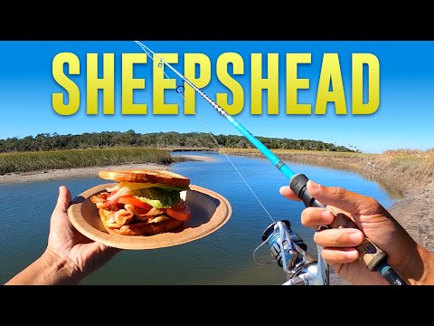 THE BEST Fish Sandwich!! Blackened Sheepshead BLT - Catch & Cook🔥