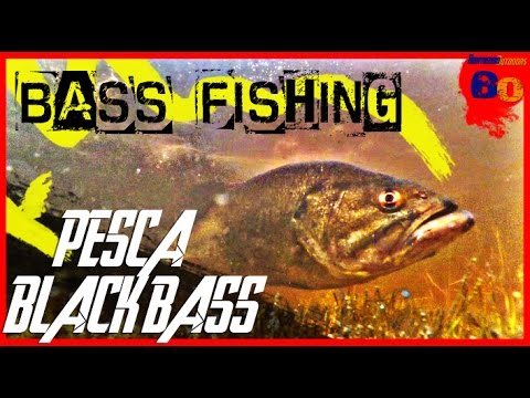 PESCA DE BLACK BASS EN PRIMAVERA | BASS FISHING ON BEDS | www.bofishing.es