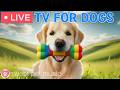 24 Hours Of Dog TV Calming Music For Dog Sleep 🩷Soothing Music For Relieving Dog Stress Anxiety