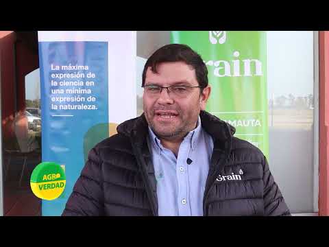 Girasol: pre-campaña de semillas de Grain, desde Sinsacate para el Norte y Centro de Córdoba