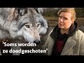 Waar is de wolf? De wolf is terug: moeten we blij of bang zijn?  RTV Utrecht
