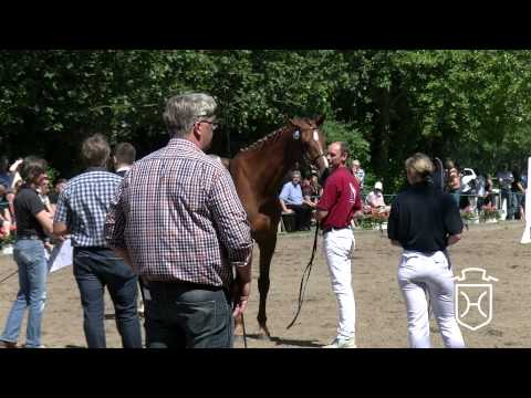 Holsteiner Fohlenchampionat 2014 - Dithmarschen - erster Stutenendring