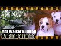 World of Gleborg. M41 Bulldog - Педобиринг 80 лвл 