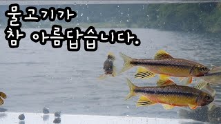 은빛 물고기가 가득 사는 곳은? silver freshwater fish world