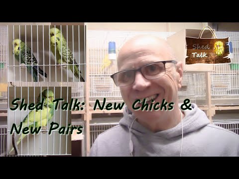 Series 4 Episode 24: New chicks & New Pairs