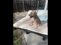 Barney S Day Out From Best Friend Dog And Animal Adoption Inc Nov 2 2024