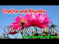 ChaCha And Rhumba Beautiful Melody Music For Relaxation Beautify Your Soul And Reduces Stress