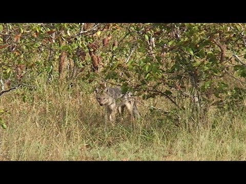 A Side-striped jackal (witkwas jakkals) between Phalaborwa gate and Letaba camp in The Kruger.