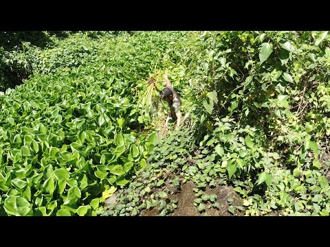 SE03EP097 Part 2 - CRYSTAL CLEAR! ANG LALAKI ng LAMAN! SINAG ng BUTAS ng WATER LILY ang NAGING ILAW