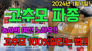 농사의 여신 고추모 100프로 살리는 방법 대공개!! 1나무 1근 수확하는 고추파종!! 고추 농사 잘짓는법!…