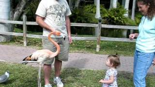 When Flamingos Attack