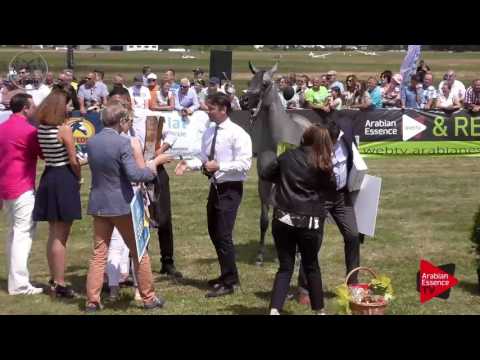 3 rd placeN.27 PLATYNA NA - Radom 2017 - Junior Fillies Championship (Class 11)