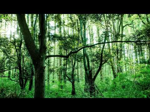 麗志坂えすが住む森