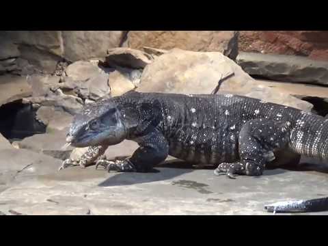 Menagrie of Death - Cape Fear Serpentarium
