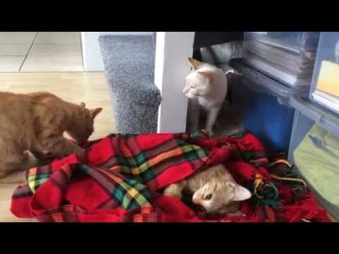 Two cats react to their brother's death