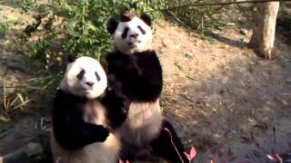 preview picture of video 'Twin Pandas Vying for Treat at Chengdu Panda Base in Chengdu, China'