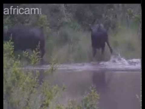 Crocodile attacking buffalo and getting tossed in the air at Idube
