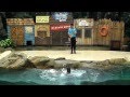 Have You Seen A Clapping Sea Lion 2bearbear Com