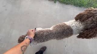 Video preview image #1 Poodle (Standard)-Unknown Mix Puppy For Sale in Grafton, WI, USA