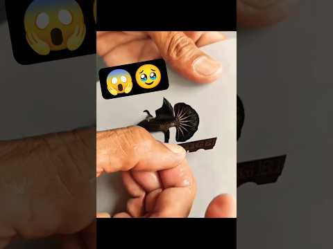 Cutting The Fins And Tails Of Betta Fish!! #shots #shorts #fish #aquarium #bettafish #shortfeed