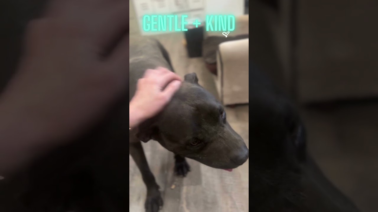 Enlarge Stone, an adoptable mixed breed in Rossville, TN video 6/6