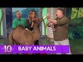 Baby Animals