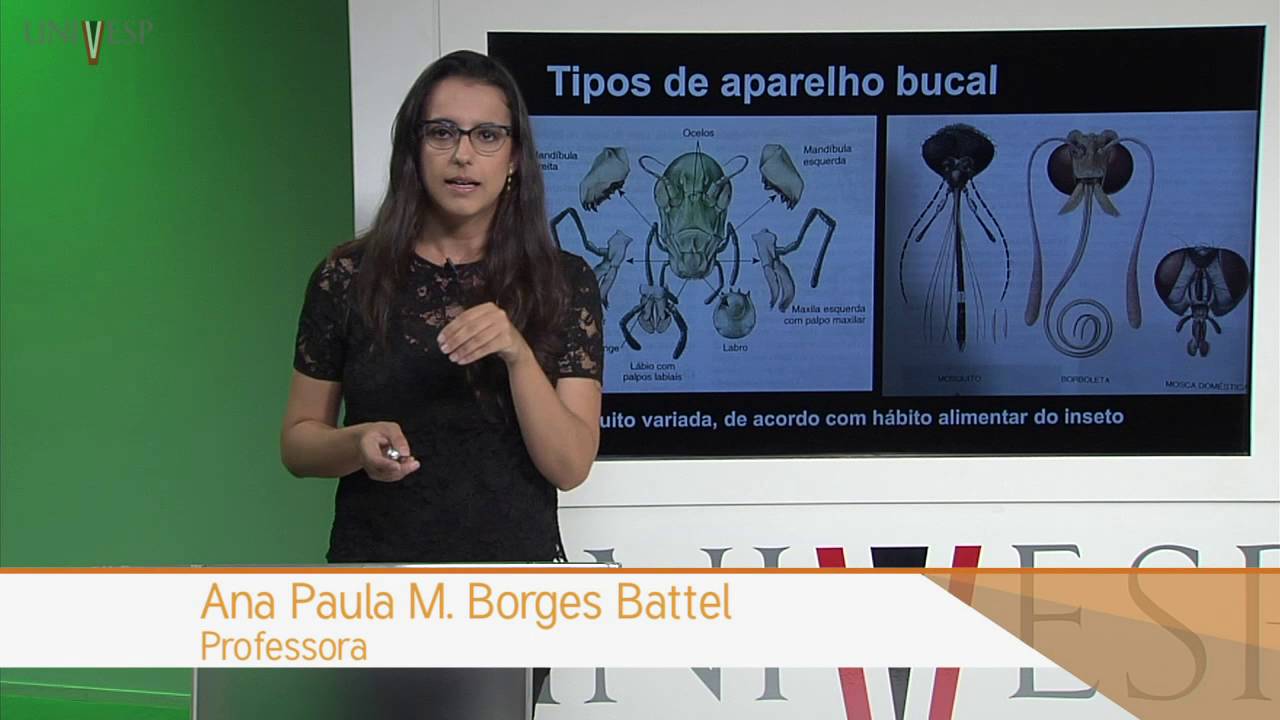 Zoologia de Invertebrados - Aula 23 - Filo Arthropoda: Hexapoda - (Insecta)