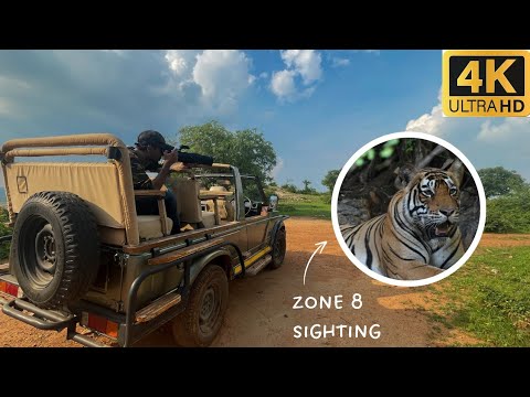 Safari & Tiger sighting in the most beautiful zone of Ranthambore 
