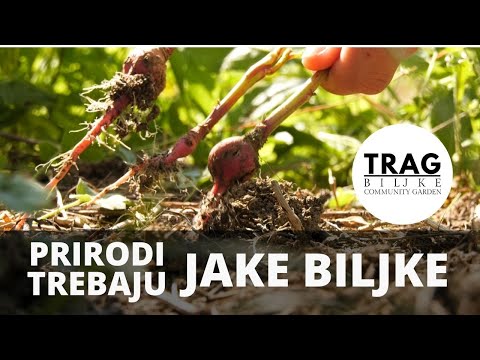 VAŠI STRAHOVI I UZGOJ HRANE - (2021) - [TRAG BILJKE]