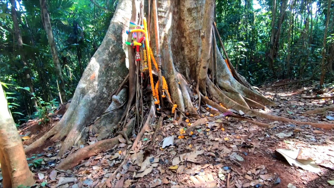 500-Year-Old Maca Tree and Giant Banyan