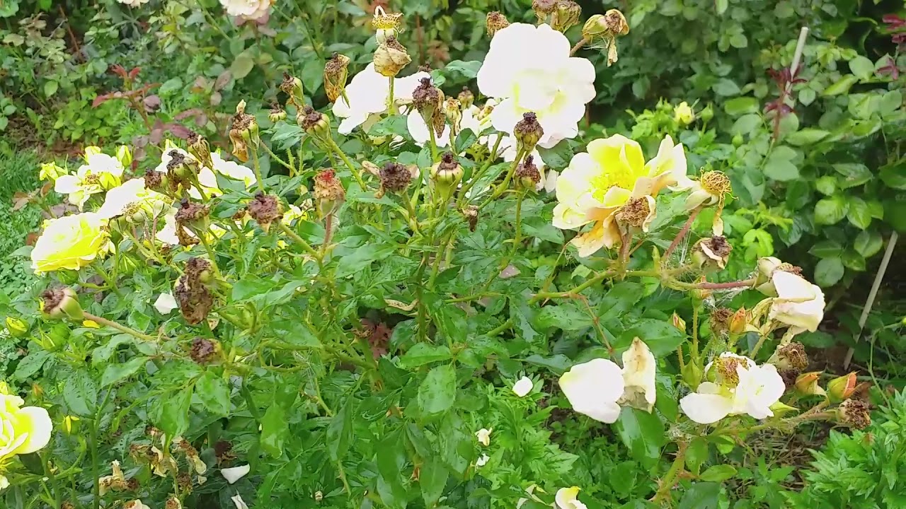 РОЗЫ не понравились ЭМБЕР САН Чайна Герл