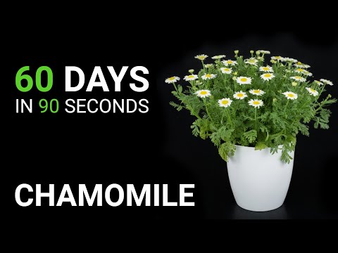 How to grow GERMAN CHAMOMILE from seed to bloom in 60 days | Time-Lapse