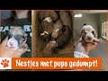 De zwaarste reddingsactie tot nu toe! | DierenpraatTV