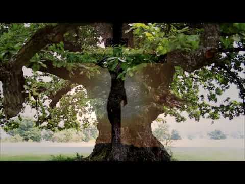 Nelu Slev - Copacul -