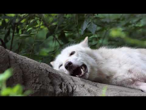 Laziest Wolf Howls (part 13)