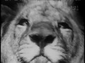 To Tell The Truth I Sell Cheap Paintings Avalanche Control Engineer Feb 14 1966